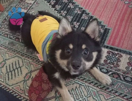 Chihuahua 1 Yaşında Erkek Köpeğime Eş Arıyorum