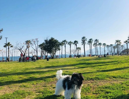 Maltese Terrier Köpeğime Eş Arıyorum - 1366