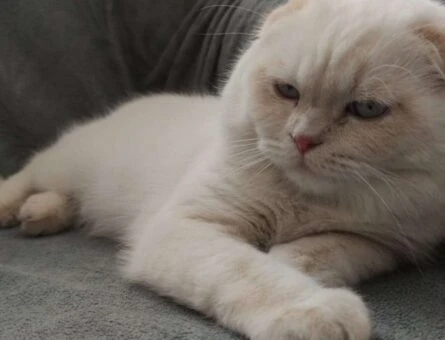 Scottish Fold Kedime Eş Arıyorum - 1367