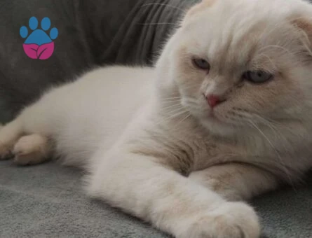 Scottish Fold Kedime Eş Arıyorum