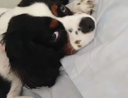 Cavalier King Charles Kızıma Eş Arıyorum - 1377