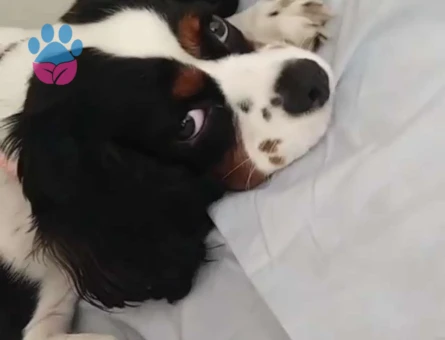 Cavalier King Charles Kızıma Eş Arıyorum