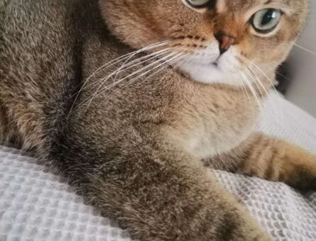 Scottish Fold Erkek Kedime Eş Arıyorum - 138