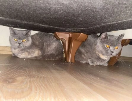 British Shorthair 2 Yaşında Kızıma Eş Arıyorum - 1401
