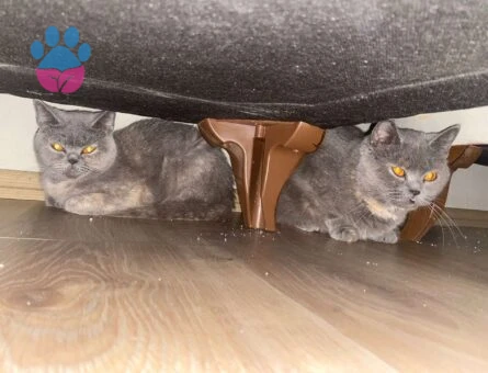 British Shorthair 2 Yaşında Kızıma Eş Arıyorum