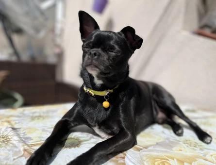 Chihuahua 2 Yaşında Oğluma Eş Arıyorum - 1404