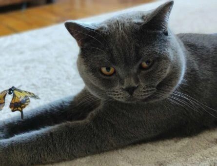 British Shorthair 1.5 Yaşında Kedime Eş Arıyorum - 1436