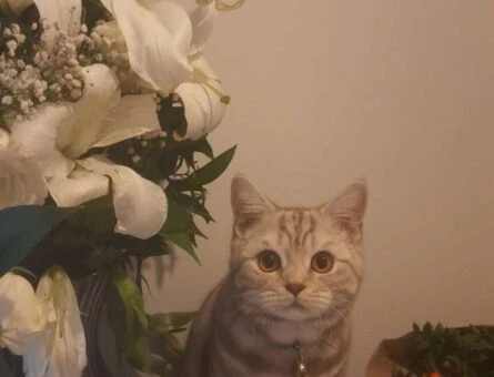 British Shorthair 9 Aylık Kedime Eş Arıyorum - 1445