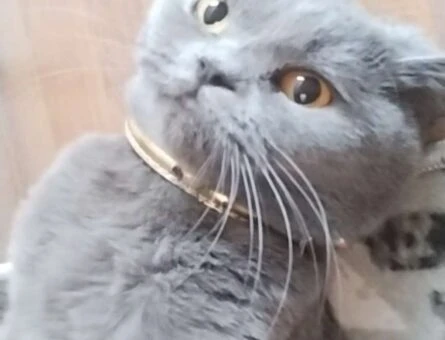 British Shorthair Uslu Kızımıza Damat Arıyoruz - 144