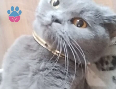 British Shorthair Uslu Kızımıza Damat Arıyoruz