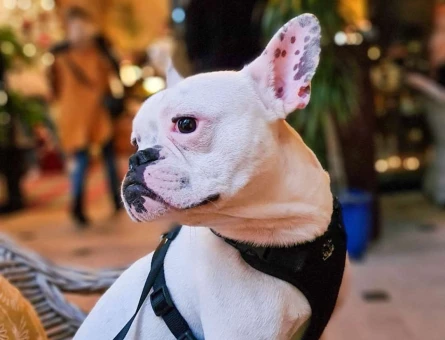 Yakışıklı Oğlumuz Bony’e Eş Arıyoruz French Bulldog - 1458