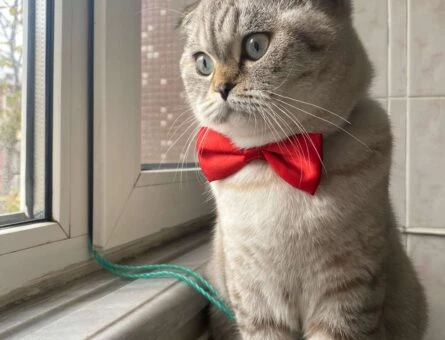 Scottish Fold 11 Aylık Kedime Eş Arıyorum - 1459