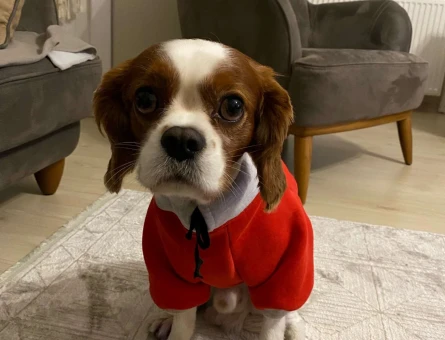 Cavalier King Charles 4 Yaşında Köpeğime Eş Arıyorum - 1461