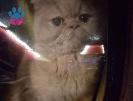 Exotic Shorthair Kedim Kızgınlıkta Eş Arıyor