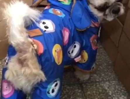 Yakışıklı Shih Tzu Oğlumuza Eş Arıyoruz - 1472