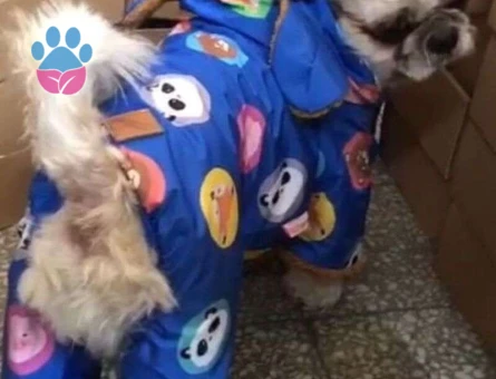 Yakışıklı Shih Tzu Oğlumuza Eş Arıyoruz