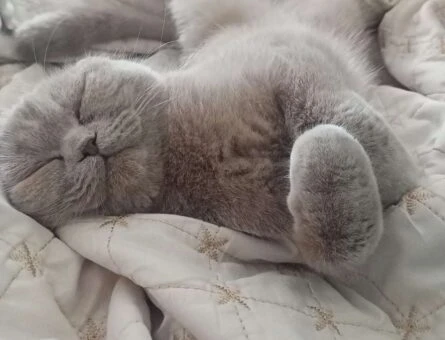 Scottish Fold Kızıma Eş Arıyoruz - 1498