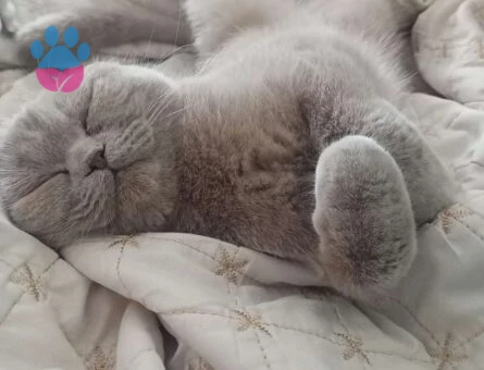 Scottish Fold Kızıma Eş Arıyoruz