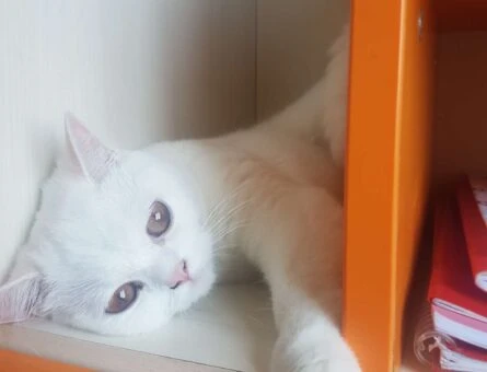 Scottish Fold 1.5 Yaşında Kedime Eş Arıyorum - 1502