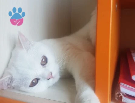 Scottish Fold 1.5 Yaşında Kedime Eş Arıyorum