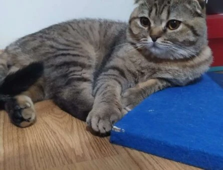 Scottish Fold Brown Kedime Eş Arıyorum - 1510