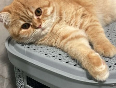 British Shorthair Dişi Sağlıklı Kızıma Eş Arıyorum - 1513