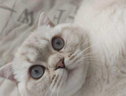 Scottish Fold 13 Aylık Kedime Eş Arıyorum - 1517