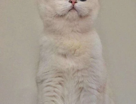 British Shorthair Şecereli Oğluma Eş Arıyorum - 1541