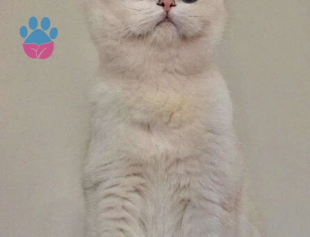 British Shorthair Şecereli Oğluma Eş Arıyorum