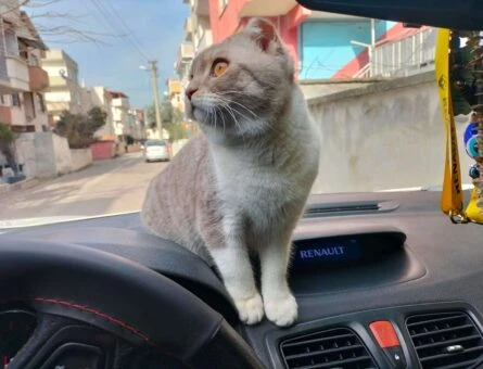 Scottish Fold Oğluma Acil Eş Arıyorum - 1543