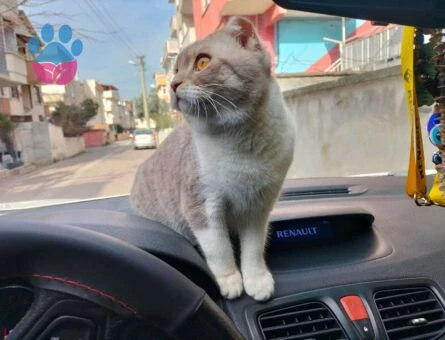 Scottish Fold Oğluma Acil Eş Arıyorum