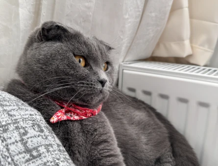 Scottish Fold Dişi Kedime Eş Arıyorum - 1562