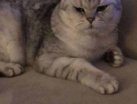 Scottish Fold 15 Aylık Casper Eş Arıyor - 1563