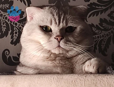 Scottish Fold Güzel Dişilere Talibiz