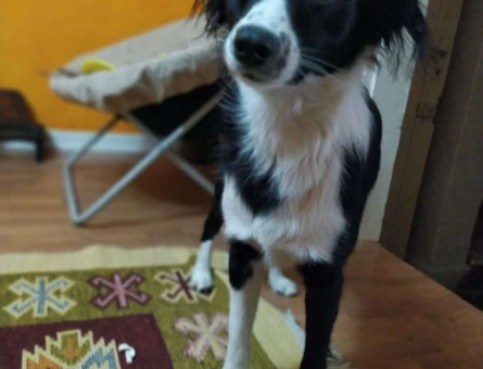 Border Collie Yakışıklı Oğluma Prenses Arıyorum - 1584