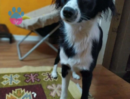 Border Collie Yakışıklı Oğluma Prenses Arıyorum