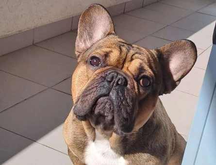 French Bulldog 1,5 Yaşındaki Oğlumuza Eş Arıyoruz - 1586