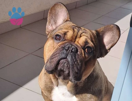French Bulldog 1,5 Yaşındaki Oğlumuza Eş Arıyoruz