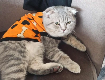 Scottish Fold Shorthair Erkek Kızgınlıkta - 1589