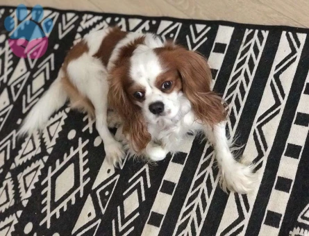 Cavalier King Charles 5 Yaşındaki Köpeğime Eş Arıyorum - 1603