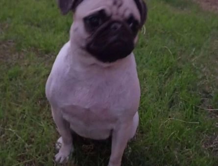 Pug Cinsi Kızıma Eş Arıyorum - 1625