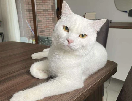British Shorthair 11 Aylık Kedime Eş Arıyorum - 1638