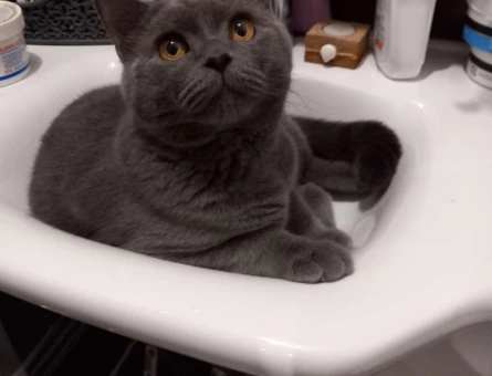 British Shorthair 10 Aylık Kedime Eş Aranıyor - 1653