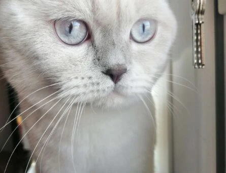 Scottish Fold Yakışıklı Oğluma Güzel Gelin Arıyoruz - 1663