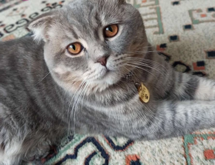 Scottish Fold Erkek Kedim İçin Eş Arıyorum - 1677