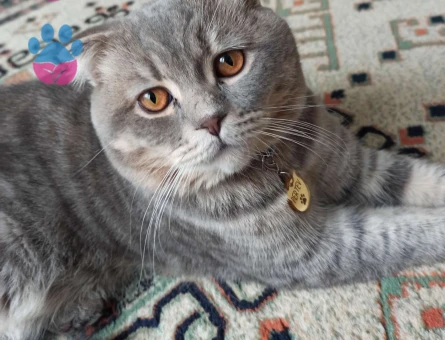 Scottish Fold Erkek Kedim İçin Eş Arıyorum