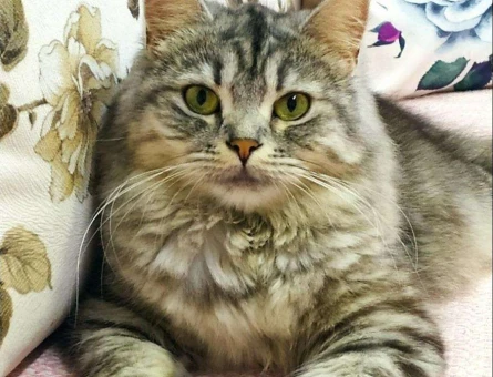 British Longhair Luci Kızımıza Eş Arıyoruz - 1690