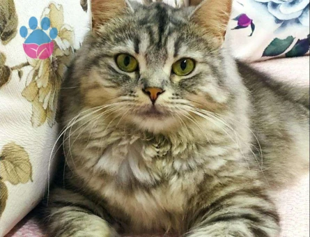 British Longhair Luci Kızımıza Eş Arıyoruz