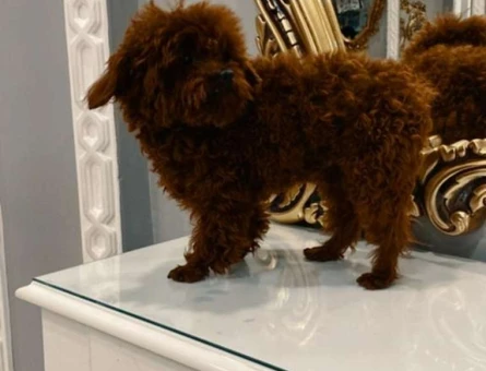Toy Poodle Oğlumuza Eş Aranıyor - 1692
