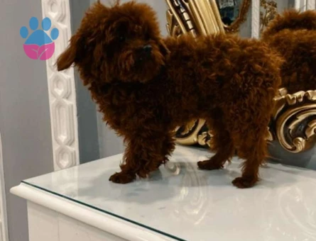 Toy Poodle Oğlumuza Eş Aranıyor